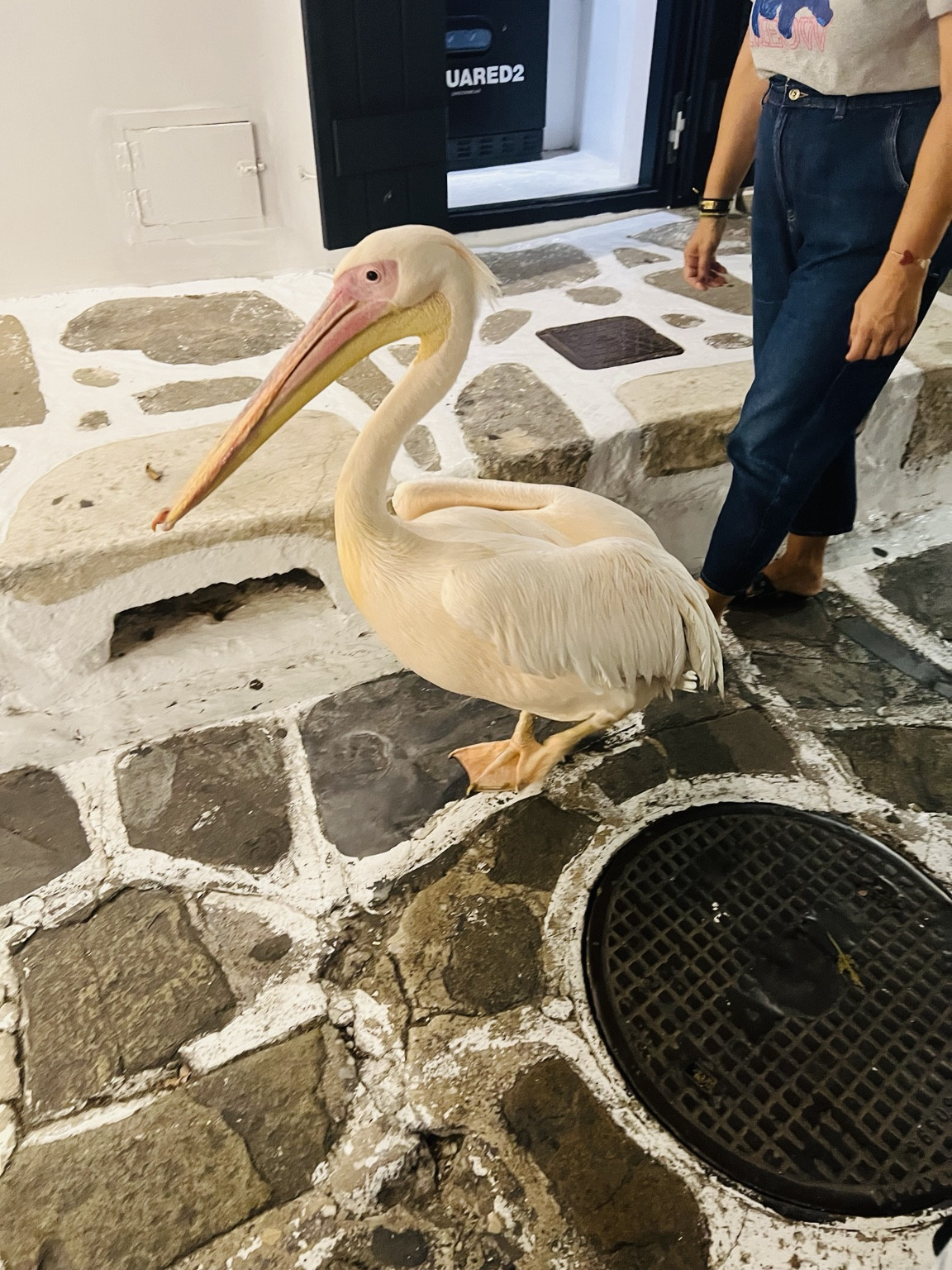 Petros, el pelícano de Mykonos