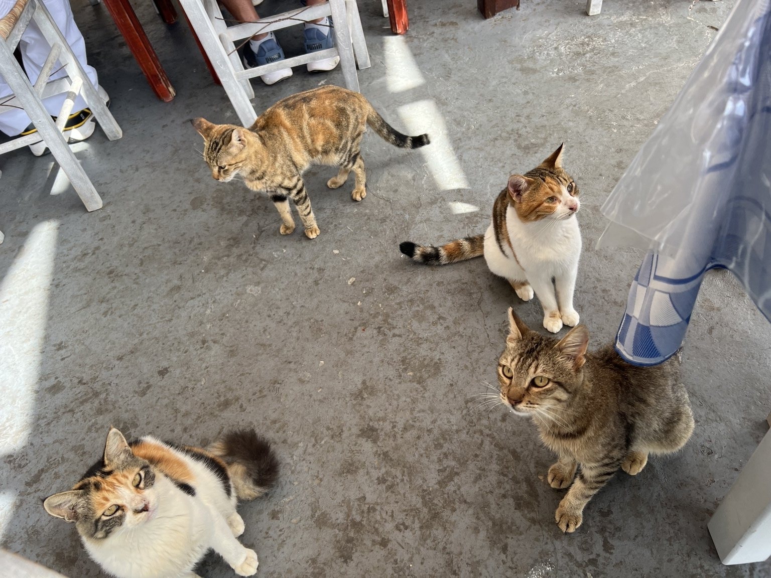 Gatos junto a las mesas del puerto