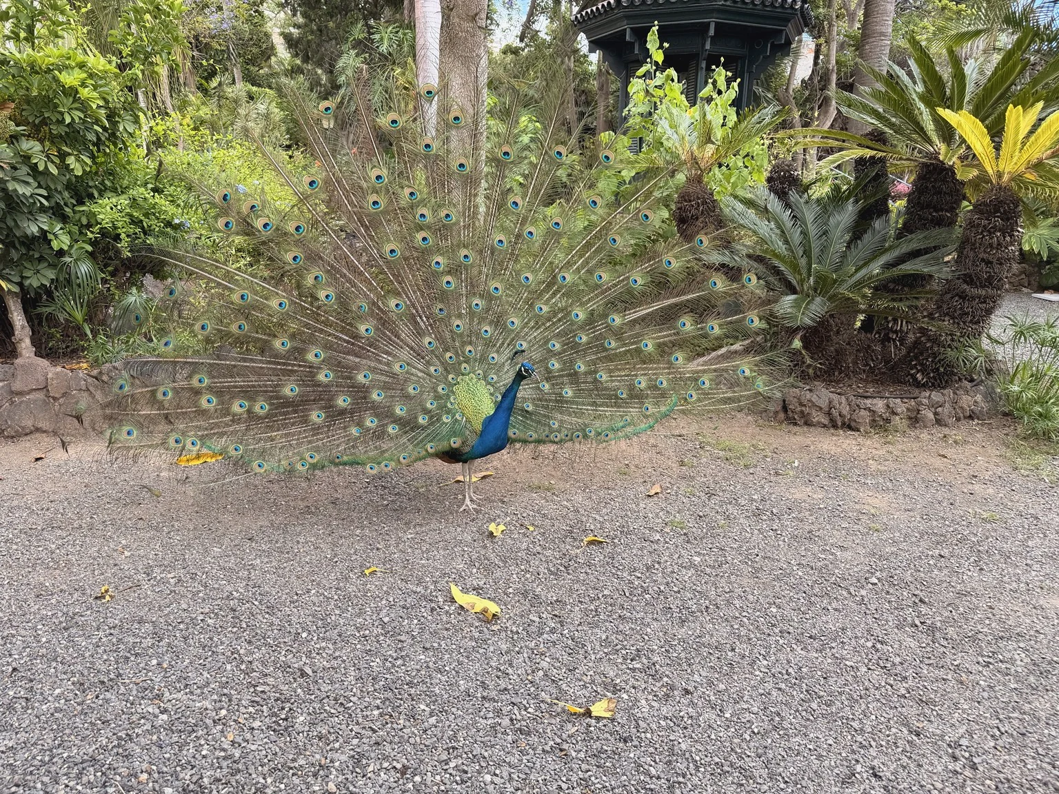 Pavo real en el Jardín de la Marquesa de Arucas