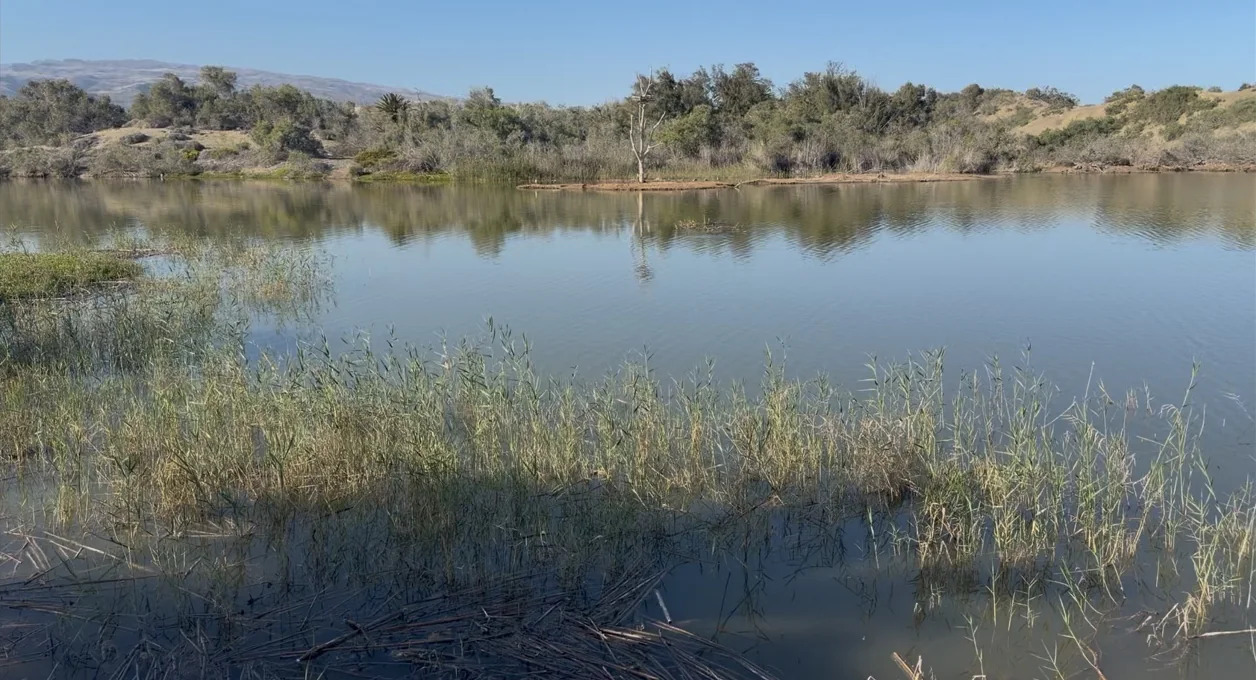 Reflejos y vegetación en la Charca de Maspalomas