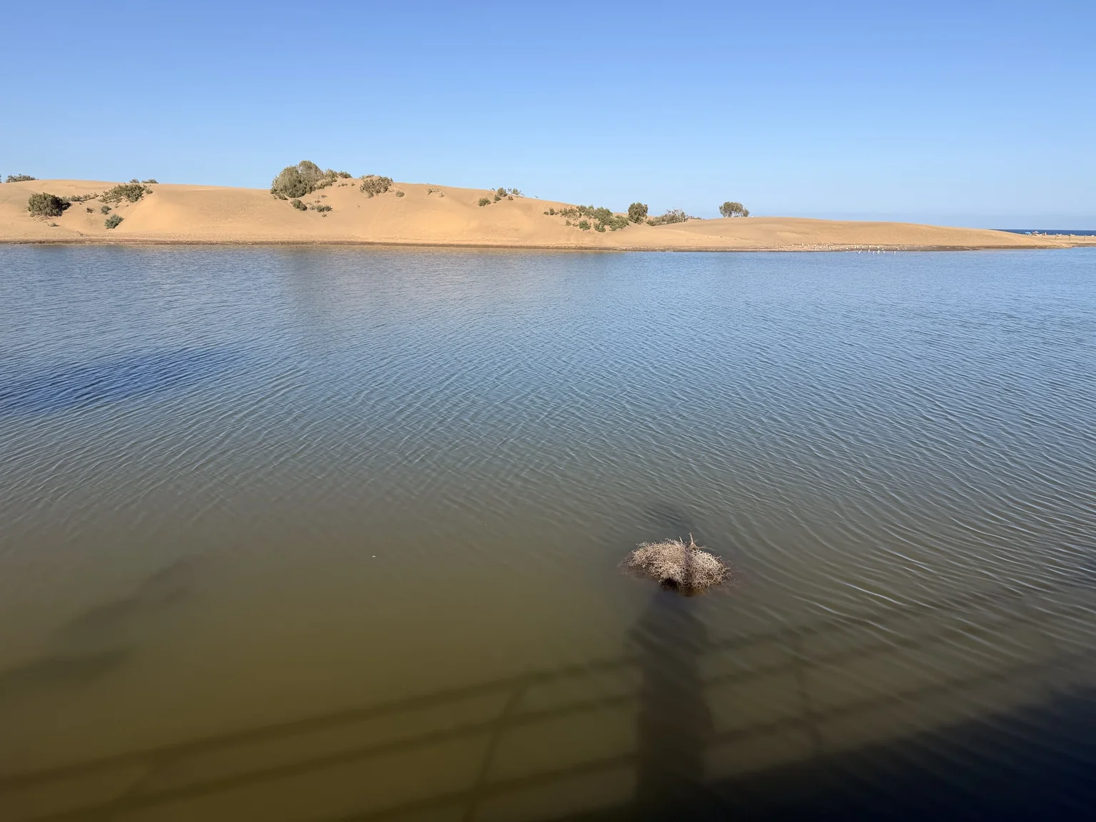 Charca de Maspalomas con las dunas al fondo