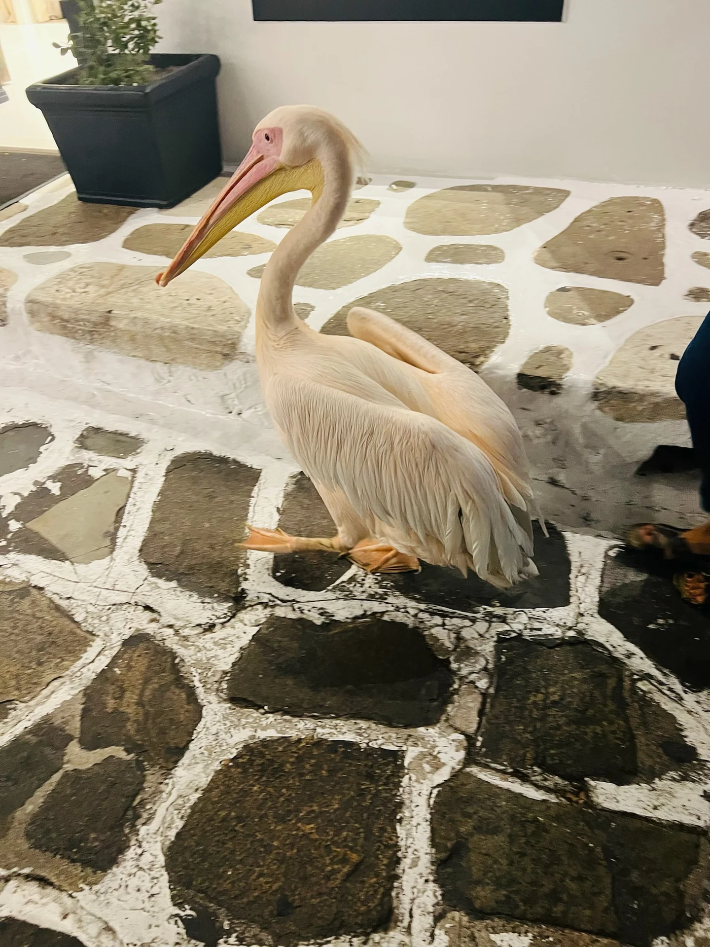 Pelícano Petros caminando por Chora en Mykonos