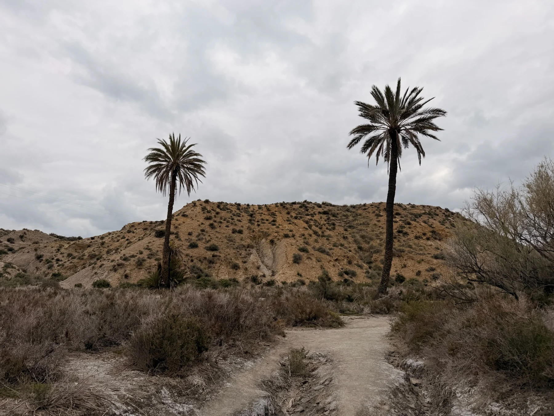Palmeras entre el paisaje árido del Desierto de Tabernas