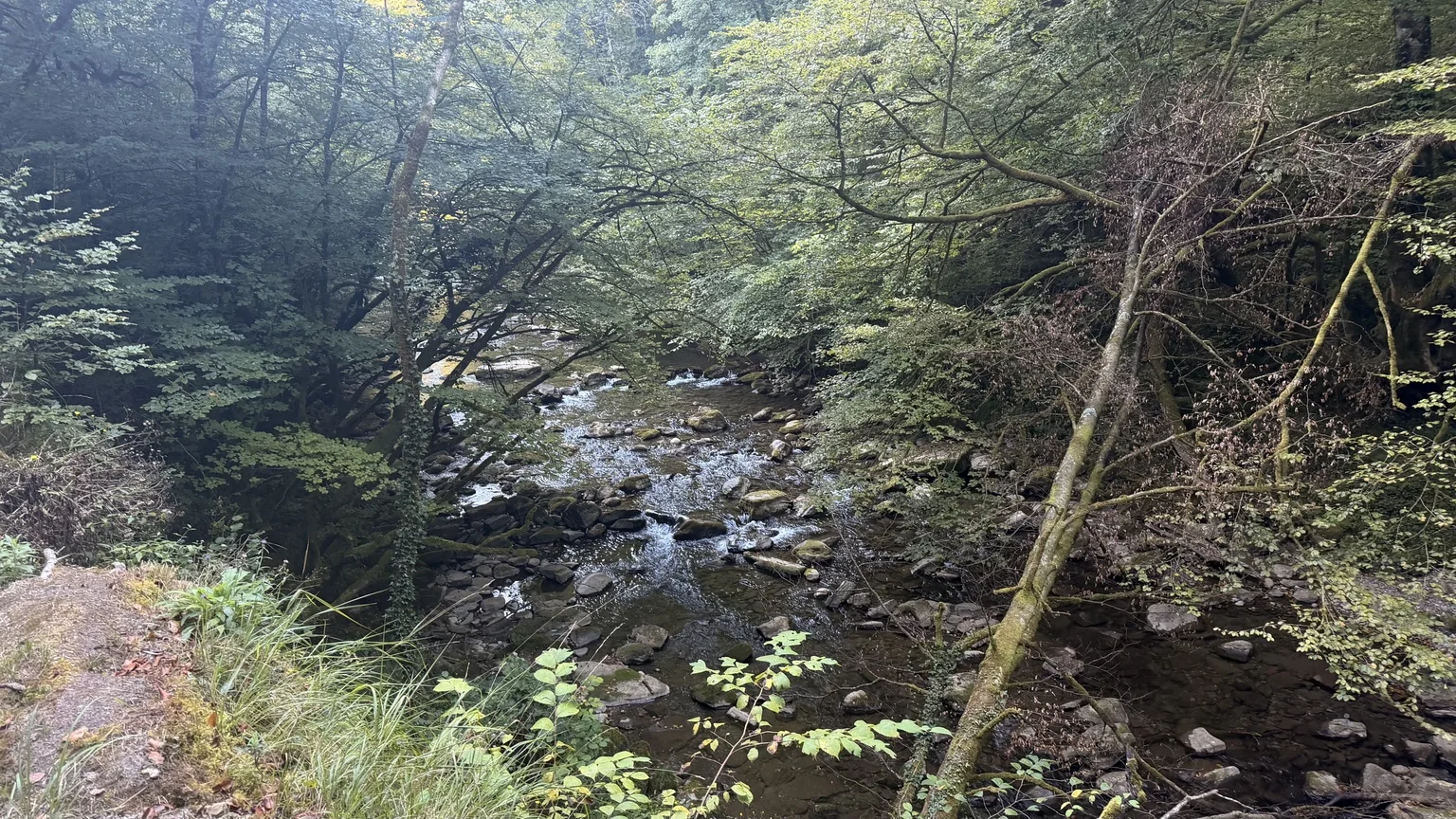 Río entre bosque durante la aproximación a la Pasarela de Holzarte