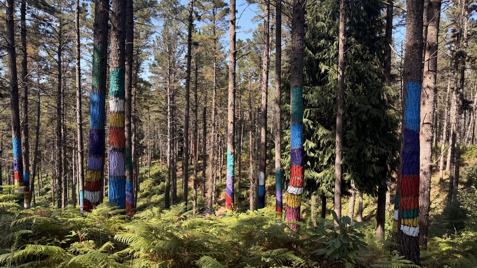 Bosque de Oma