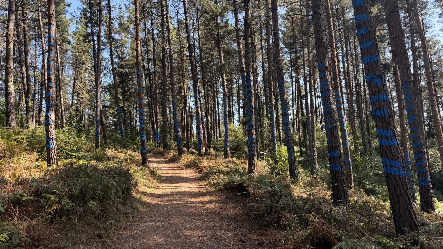 Camino del Bosque de Oma rodeado de pinos con franjas azules pintadas